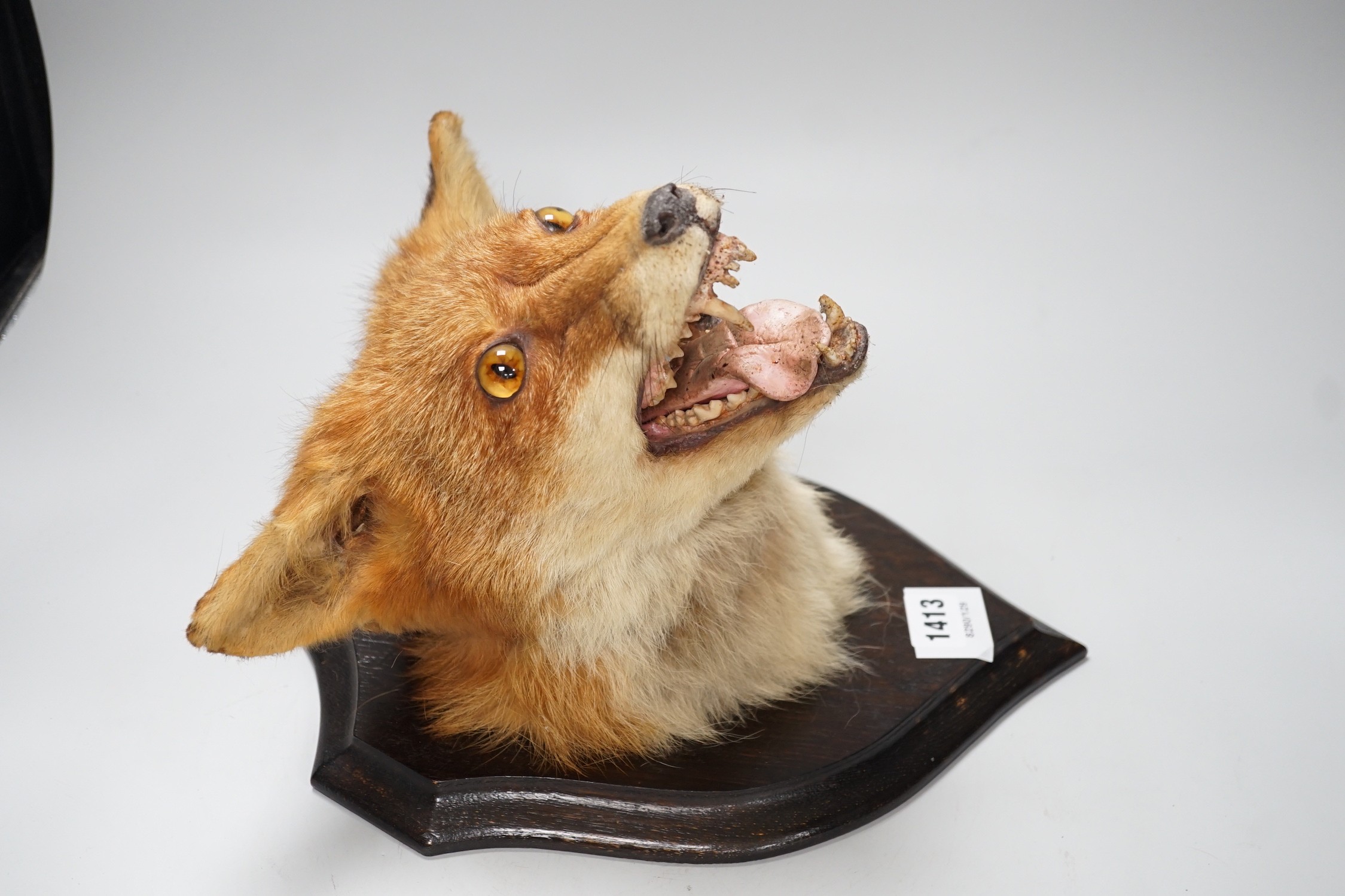 A wall mounted taxidermic fox mask trophy. Approx 30cm tall